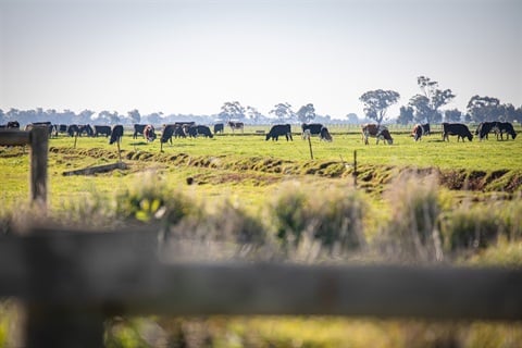 Agriculture cows (2).jpg