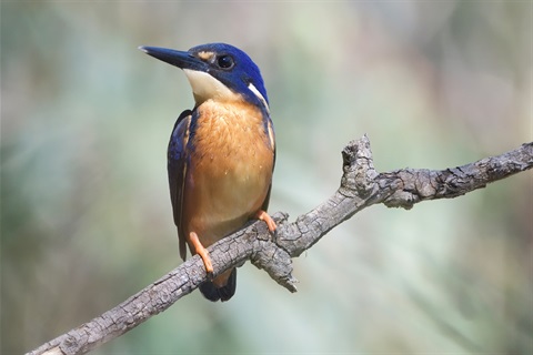 Azure Kingfisher bird.jpg